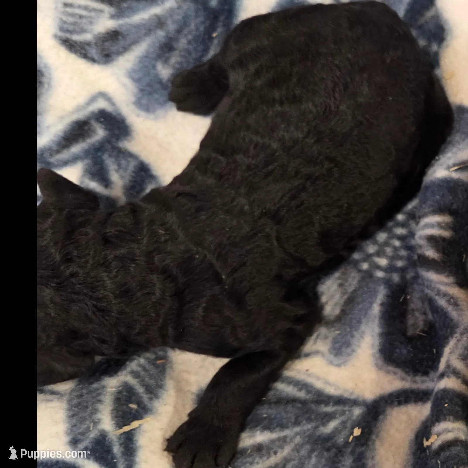 Stormy, a female Miniature Goldendoodle for sale in Knoxville, IA – Photo 2 of 2