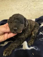 Monsoon merle , a male Miniature Goldendoodle for sale in Knoxville, IA – Photo 2 of 2