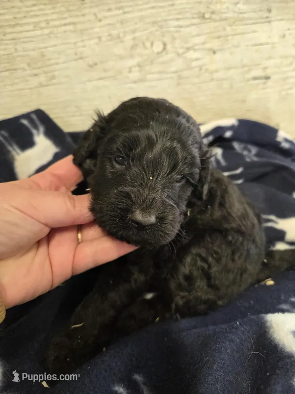 Gale – Miniature Goldendoodle puppy for sale in Knoxville, IA