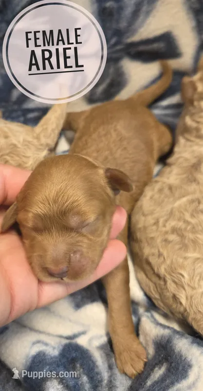 Ariel – Cockapoo puppy for sale in Knoxville, IA