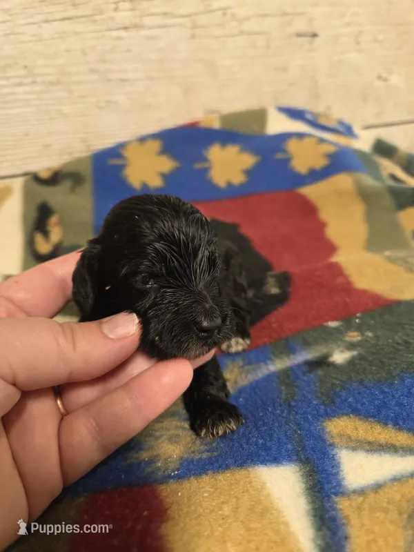Mortitia – Doxiepoo puppy for sale in Knoxville, IA