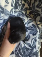 Helen, a female Miniature Schnauzer for sale in Knoxville, IA – 2 of 2