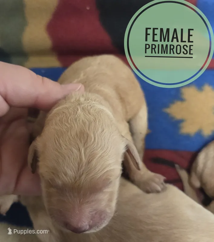 Primrose  – Miniature Golden Retriever puppy for sale in Knoxville, IA