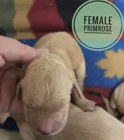 Primrose , a female Miniature Golden Retriever for sale in Knoxville, IA – 1 of 3