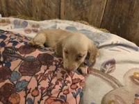 Burrito Long-haired , a male Miniature Dachshund for sale in Knoxville, IA – 2 of 2