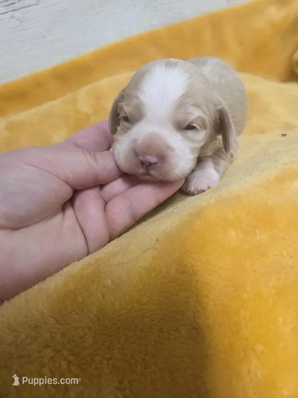 Volleyball  – Cocker Spaniel puppy for sale in Knoxville, IA