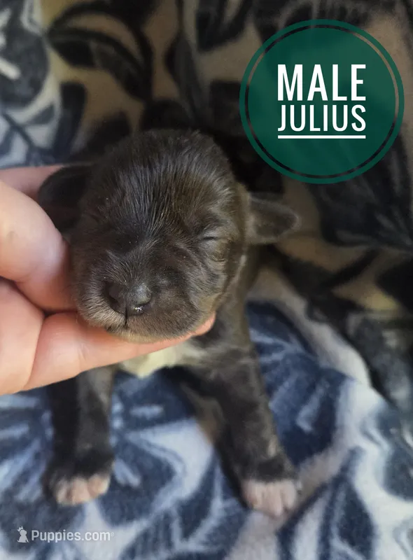 Julius – Miniature Schnauzer puppy for sale in Knoxville, IA
