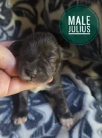 Julius, a male Miniature Schnauzer for sale in Knoxville, IA – 1 of 3