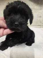 Mint, a female Miniature Schnauzer for sale in Knoxville, IA – 4 of 4