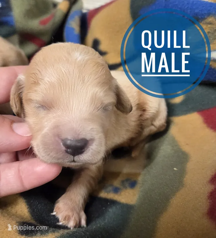Quill – Miniature Golden Retriever puppy for sale in Knoxville, IA