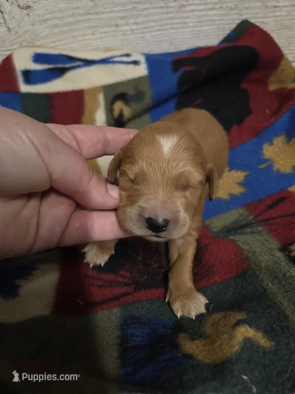 Blaze – Miniature Golden Retriever puppy for sale in Knoxville, IA