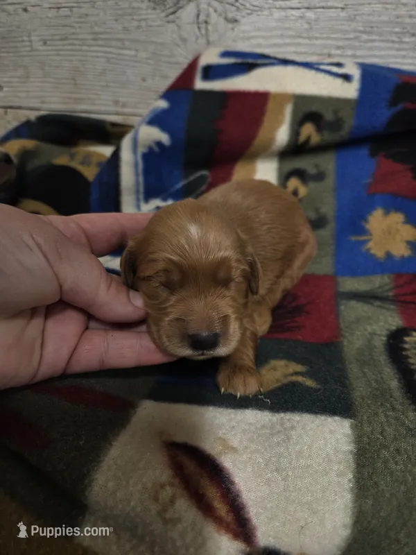 Maple  – Miniature Golden Retriever puppy for sale in Knoxville, IA