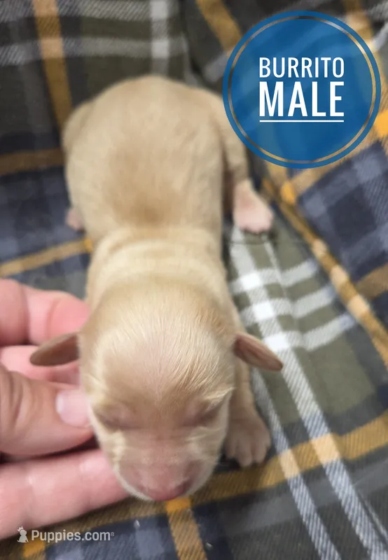 Burrito Long-haired  – Miniature Dachshund puppy for sale in Knoxville, IA