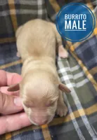 Burrito Long-haired , a male Miniature Dachshund for sale in Knoxville, IA – 1 of 2