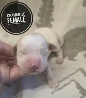 Chamomile, a female Miniature Golden Retriever for sale in Knoxville, IA – Photo 1 of 2