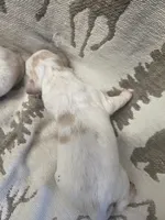 Chamomile, a female Miniature Golden Retriever for sale in Knoxville, IA – Photo 2 of 2