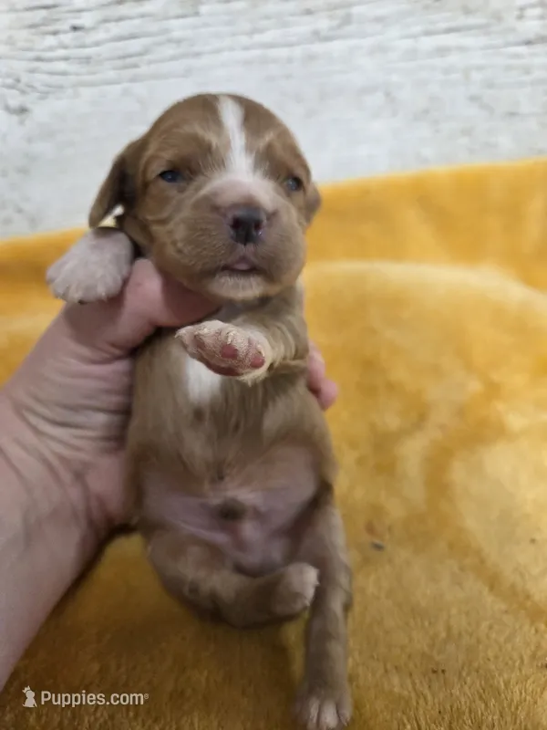 Frisbee  – Cocker Spaniel puppy for sale in Knoxville, IA