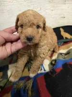 Apricot MOYEN SIZE , a female Poodle - Miniature  for sale in Knoxville, IA – 2 of 3
