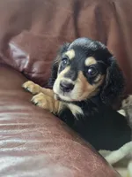Jello long-haired , a female Miniature Dachshund for sale in Knoxville, IA – 3 of 3