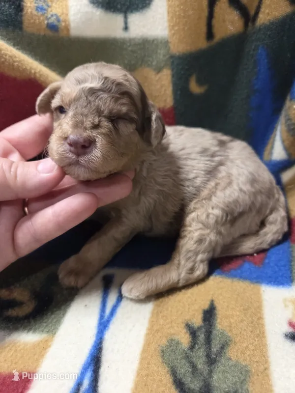 Rocket  – Poodle - Miniature  puppy for sale in Knoxville, IA