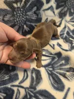 Acorn Long-haired , a male Miniature Dachshund for sale in Knoxville, IA – 2 of 2