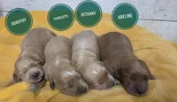 Abeline , a female Miniature Golden Retriever for sale in Knoxville, IA – 3 of 3