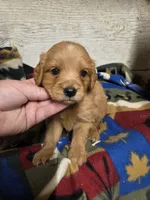 Fisher, a male Miniature Golden Retriever for sale in Knoxville, IA – 2 of 3