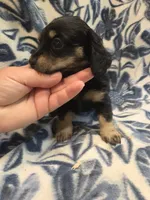 Donut long-haired , a female Miniature Dachshund for sale in Knoxville, IA – 3 of 4