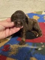 Pugsley , a male Doxiepoo for sale in Knoxville, IA – 2 of 2