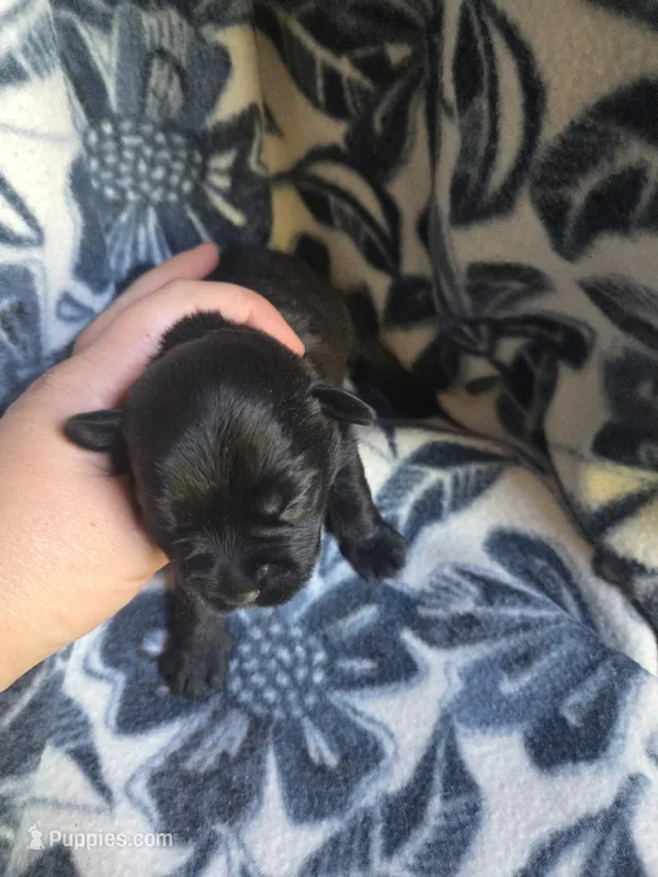 Betty – Miniature Schnauzer puppy for sale in Knoxville, IA