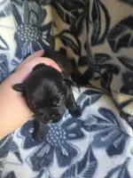 Betty, a female Miniature Schnauzer for sale in Knoxville, IA – 1 of 3