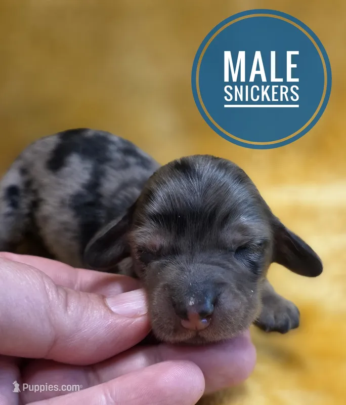 Snickers long-haired  – Miniature Dachshund puppy for sale in Knoxville, IA