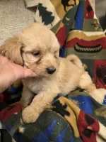 Enid, a female Doxiepoo for sale in Knoxville, IA – 3 of 4