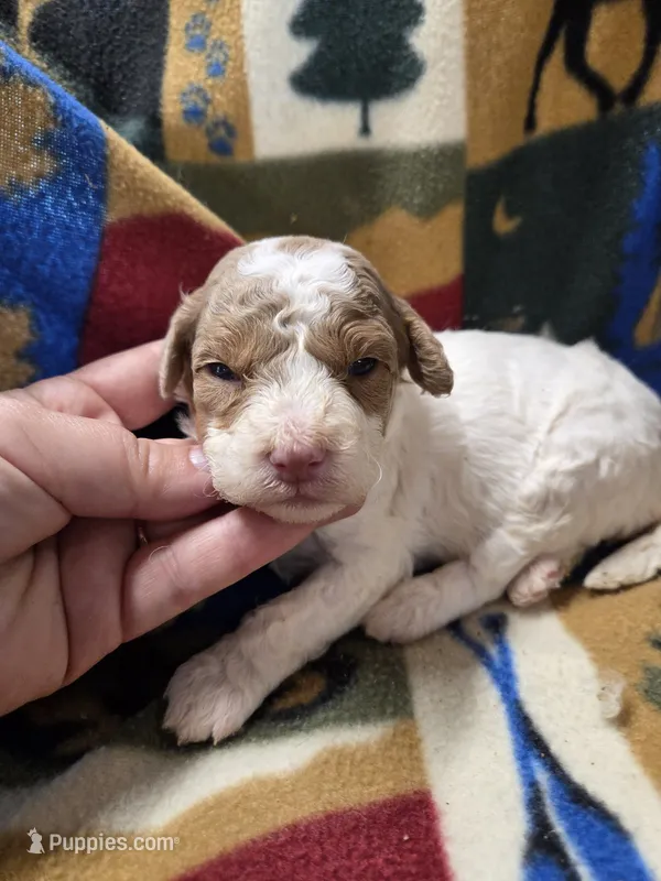 Diana  – Poodle - Miniature  puppy for sale in Knoxville, IA
