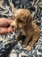 Avery , a female Cockapoo for sale in Knoxville, IA – 4 of 5