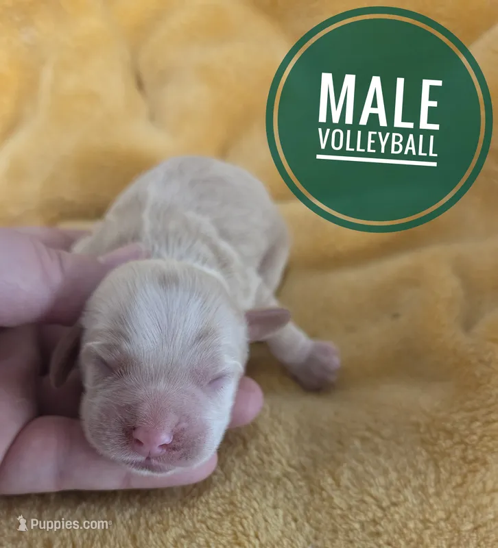 Volleyball  – Cocker Spaniel puppy for sale in Knoxville, IA