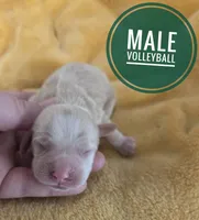 Volleyball , a male Cocker Spaniel for sale in Knoxville, IA – 1 of 1
