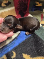 Pickles long haired , a female Miniature Dachshund for sale in Knoxville, IA – 3 of 3