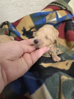 Primrose , a female Miniature Golden Retriever for sale in Knoxville, IA – 3 of 3