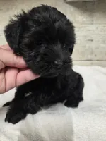 Mint, a female Miniature Schnauzer for sale in Knoxville, IA – 2 of 4