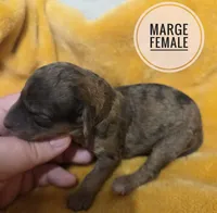 Marge, a female Miniature Aussiedoodle for sale in Knoxville, IA – 3 of 3
