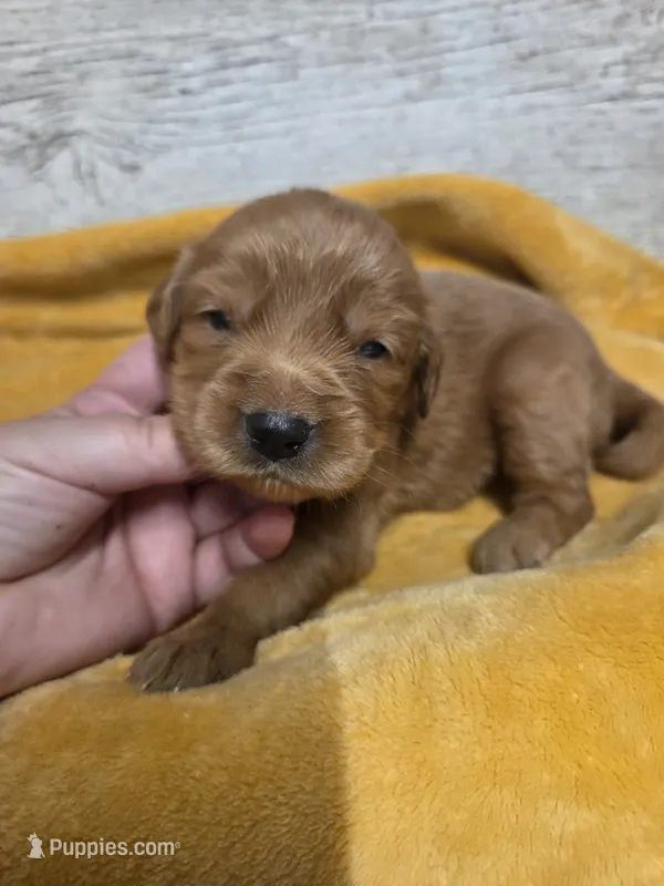 Finch  – Miniature Golden Retriever puppy for sale in Knoxville, IA