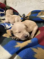 Aster, a female Miniature Golden Retriever for sale in Knoxville, IA – 2 of 3