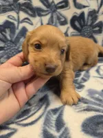 Toasty long-haired , a male Miniature Dachshund for sale in Knoxville, IA – 2 of 3