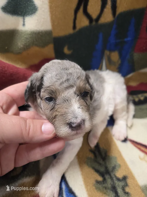 Kingston  – Poodle - Miniature  puppy for sale in Knoxville, IA