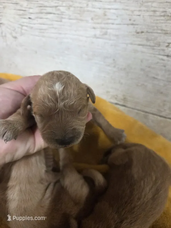 Gus – Miniature Golden Retriever puppy for sale in Knoxville, IA