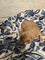 Thyme , a female Miniature Aussiedoodle for sale in Knoxville, IA – Photo 2 of 2
