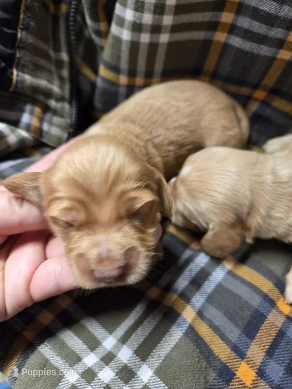 Frank long-haired  – Miniature Dachshund puppy for sale in Knoxville, IA