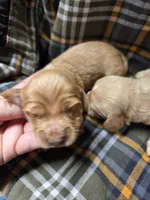 Frank long-haired , a male Miniature Dachshund for sale in Knoxville, IA – 1 of 2