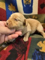 Blondie long-haired , a female Miniature Dachshund for sale in Knoxville, IA – 3 of 3